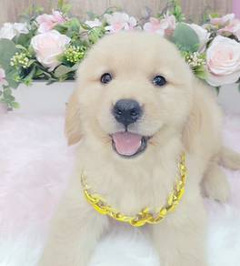 Golden Retriever