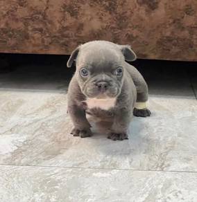 AMERICAN BULLY PUPPIES D126 🐻 Exotic - Pocket