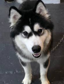 Wolly Husky