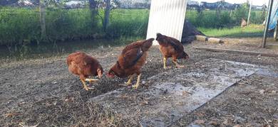 Ayam RIR