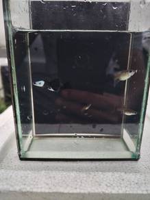 black silverado guppy