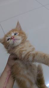 Mainecoon Mix Kinkalow Non Standard 