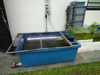 fish koi pond 4x2