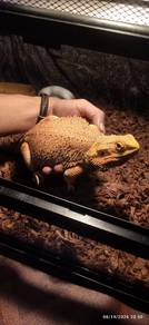 bearded dragons Hypo Orange Stripe