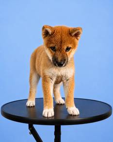 Shiba Inu Orange