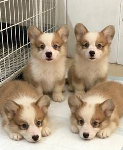 Welsh Corgi