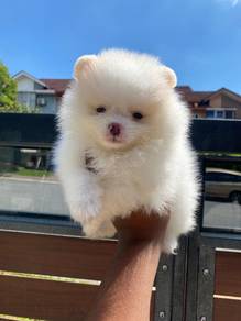 Tiny Pomeranian puppies 