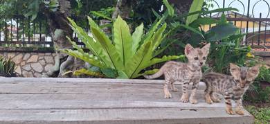 KUCING BENGAL Meow