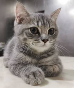 British Short hair