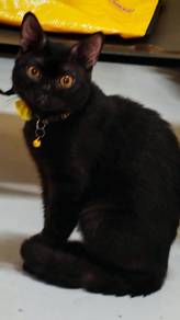 bsh black cat 