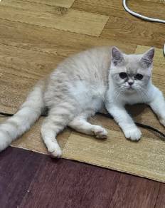 british short hair female bicolor cream