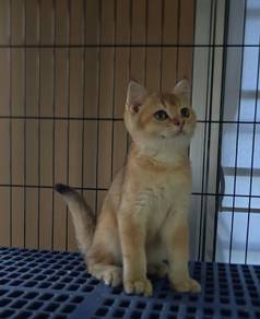 bsh golden