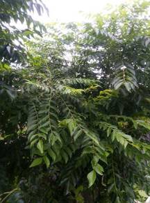 curry leaves / daun kari
