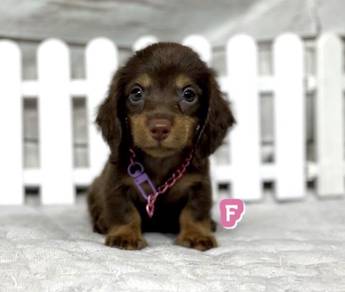 MINIATURE DACHSHUND Puppies 107 🐻 Adorable Puppy