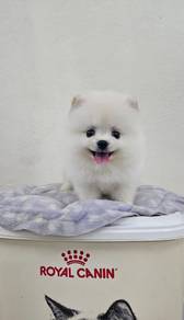 Tiny Pomeranian