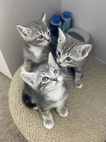 Tabby Marble Kitten