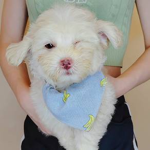 Toy Poodle
