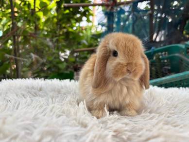 Holland lop