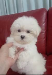 Maltese 