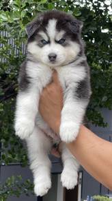 SIBERIAN HUSKY PUPPIES SB32 🌻 Fluffy Coat