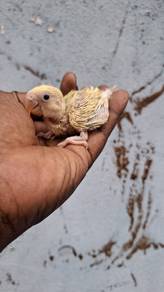 Burung lovebirds