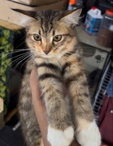 Tabby bulu tebal