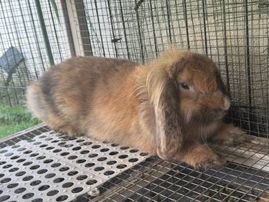 Holland Lop Female