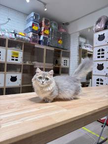 munchkin napoleon blue golden cat kitten kucing