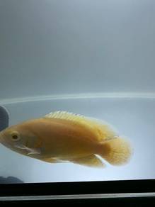 Oscar lemon