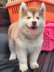 FLUFFY 🌻218 HUSKY WOOLY PUPPIES Boy~Girl