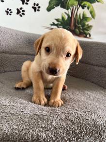 Cream Labrador 3