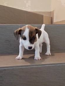 JRT Jack Russell puppy female
