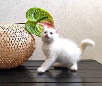 white kitten boy
