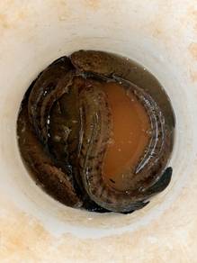 Ikan haruan liar