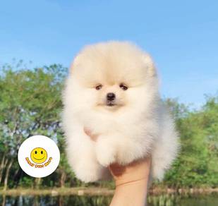 HHH-1888 Bear Face Pomeranian tiny puppy
