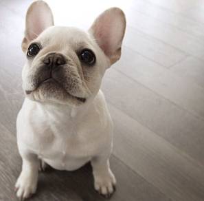 Fluffy French Bull Blue Eyes Puppy Baby Puppy