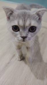 BSH Scottish Fold