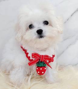 Bichon Frise