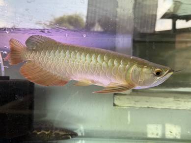 SR Arowana