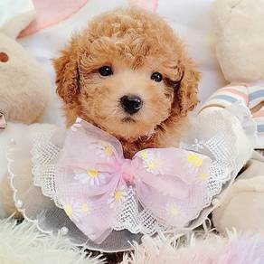 Poodle