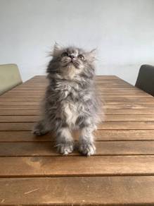 British Longhair BLH Kitten