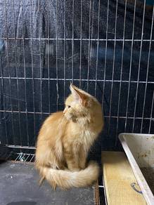 Kucing Maincoon