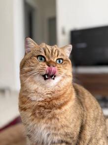 BSH British Short Hair Golden Spotted For Rehome