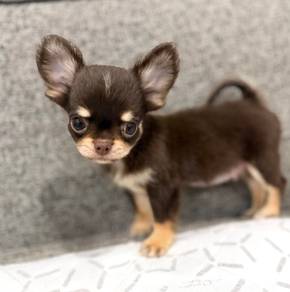 CHIHUAHUA PUPPIES 365 🌷Head Apple Cute Dog