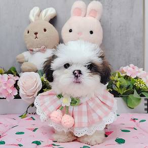 Shih Tzu