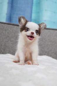 Chihuahua Puppy 166