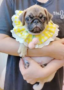 Pug
