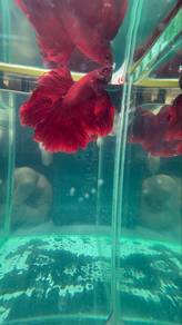betta fish