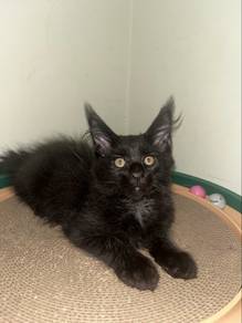 Mainecoon