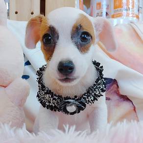 Jack Russell